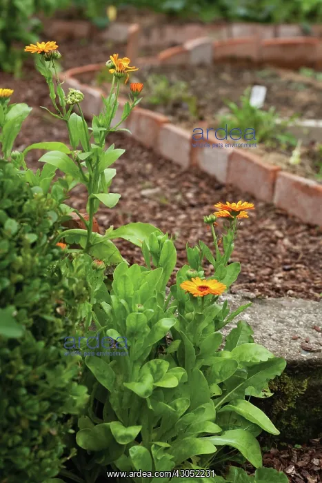 : Marigold, Calendula : Marigold, Calendula
