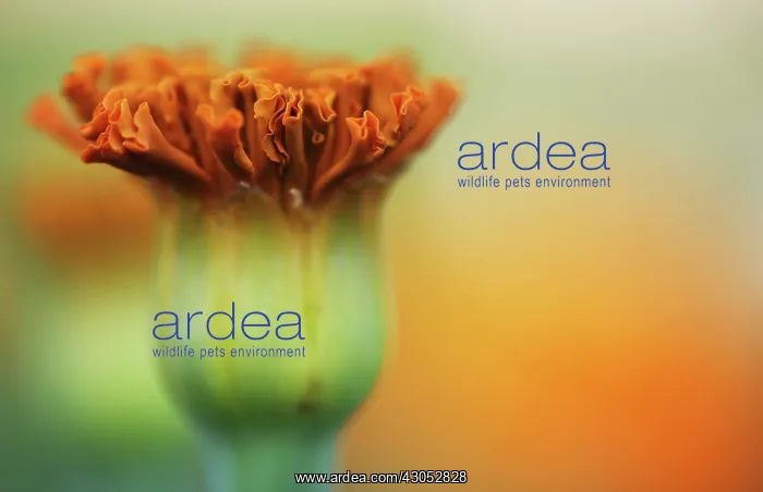 : Marigold, Tagetes patula, French marigold : Marigold, Tagetes patula, French marigold