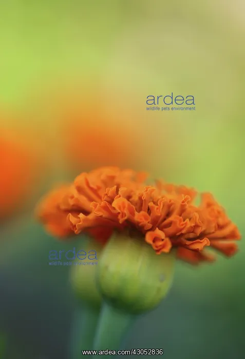 : Marigold, Tagetes patula, French marigold : Marigold, Tagetes patula, French marigold