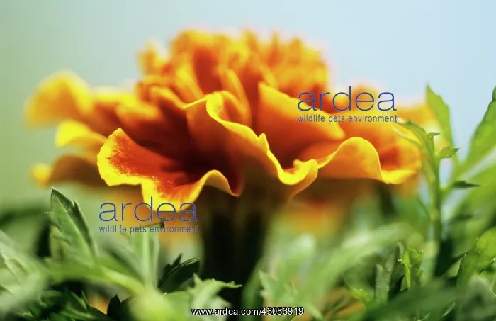 : Marigold, French marigold, Tagetes : Marigold, French marigold, Tagetes