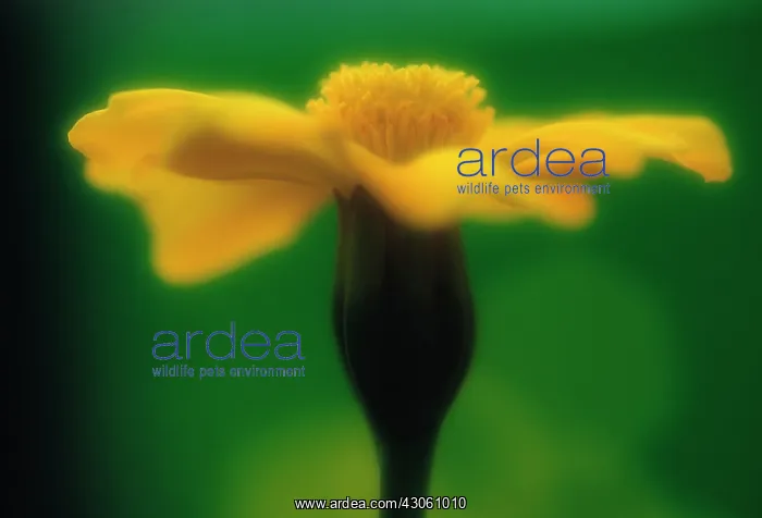 : Marigold, French marigold, Tagetes : Marigold, French marigold, Tagetes