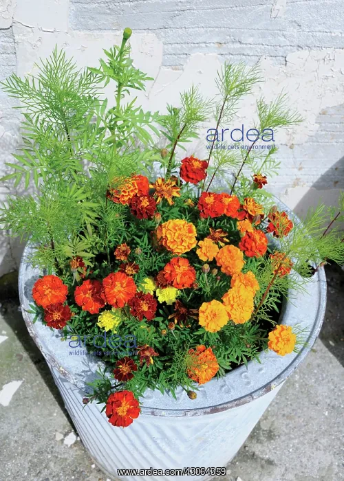 : Marigold, French marigold, Tagetes : Marigold, French marigold, Tagetes
