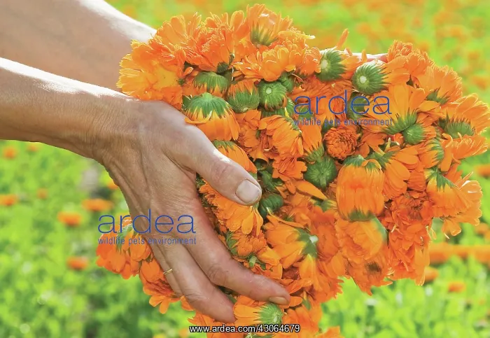 : Marigold, Calendula officinalis : Marigold, Calendula officinalis