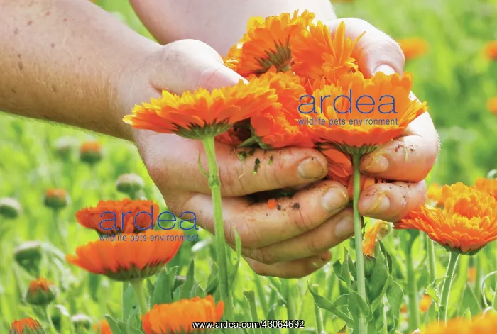 : Marigold, Calendula officinalis : Marigold, Calendula officinalis