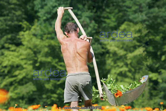 : Marigold, Calendula officinalis : Marigold, Calendula officinalis