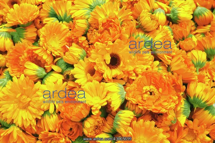 : Marigold, Calendula officinalis : Marigold, Calendula officinalis