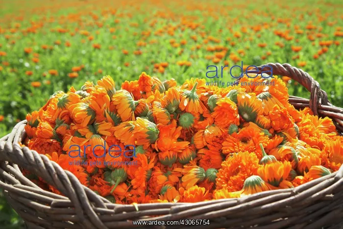 : Marigold, Calendula officinalis : Marigold, Calendula officinalis