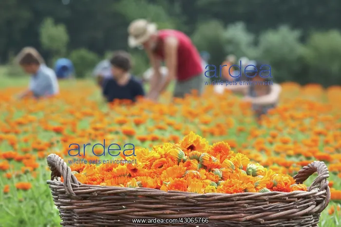 : Marigold, Calendula officinalis : Marigold, Calendula officinalis