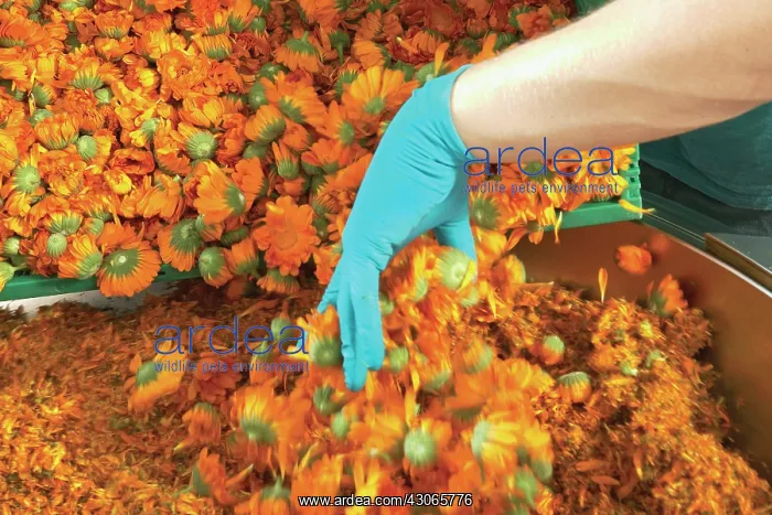 : Marigold, Calendula officinalis : Marigold, Calendula officinalis