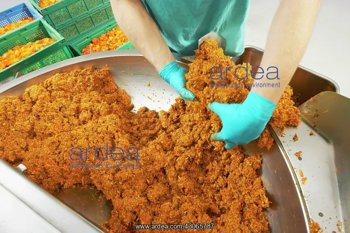 : Marigold, Calendula officinalis : Marigold, Calendula officinalis