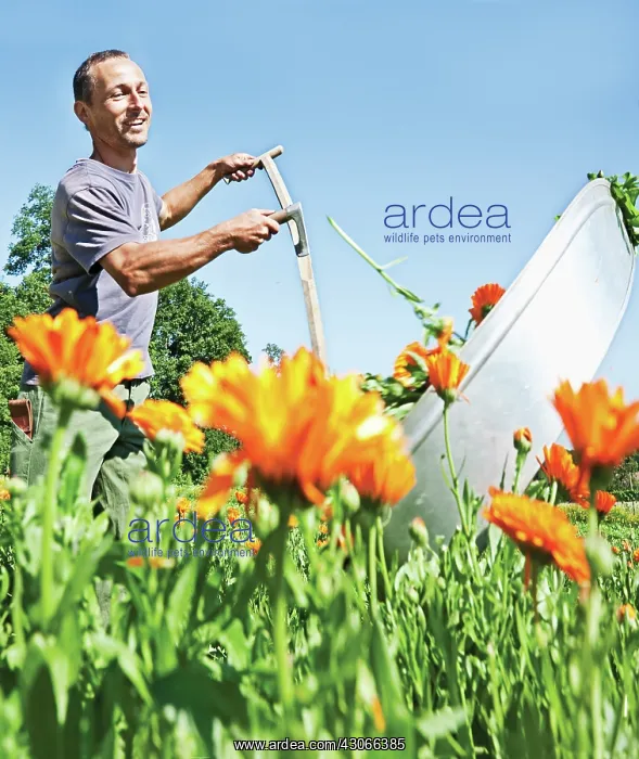: Marigold, Calendula officinalis : Marigold, Calendula officinalis