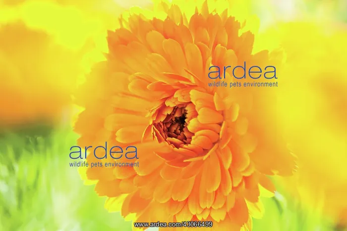 : Marigold, Calendula officinalis : Marigold, Calendula officinalis