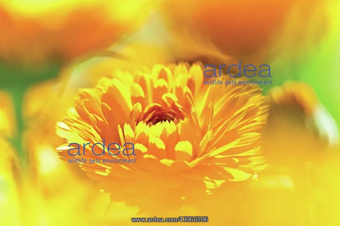 : Marigold, Calendula officinalis : Marigold, Calendula officinalis