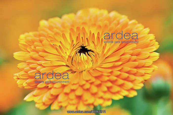 : Marigold, Calendula officinalis : Marigold, Calendula officinalis