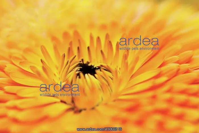 : Marigold, Calendula officinalis : Marigold, Calendula officinalis