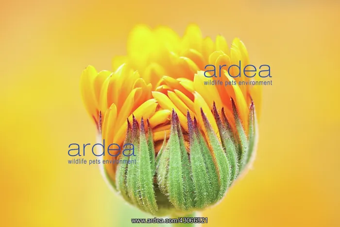 : Marigold, Calendula officinalis : Marigold, Calendula officinalis