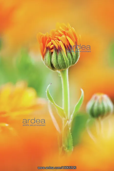: Marigold, Calendula officinalis : Marigold, Calendula officinalis