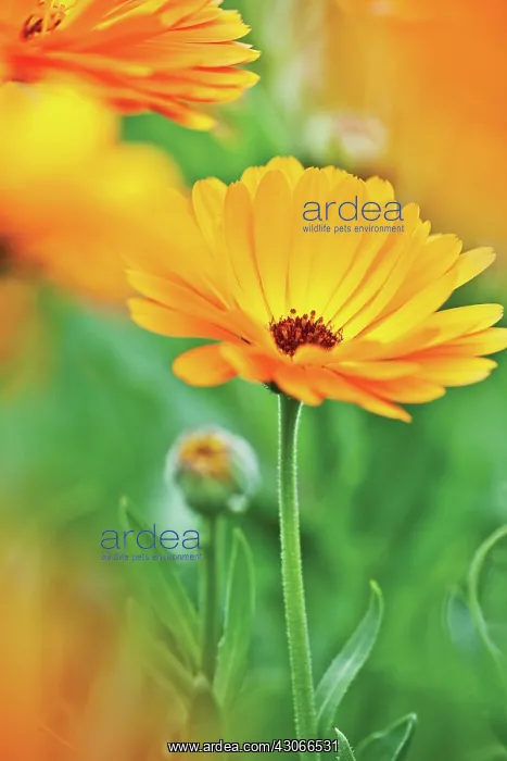 : Marigold, Calendula officinalis : Marigold, Calendula officinalis