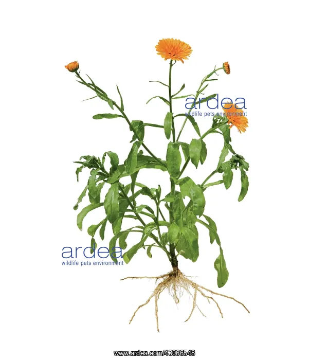 : Marigold, Calendula officinalis : Marigold, Calendula officinalis