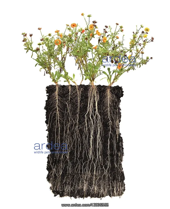 : Marigold, Calendula officinalis : Marigold, Calendula officinalis