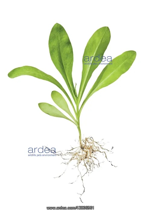 : Marigold, Calendula officinalis : Marigold, Calendula officinalis