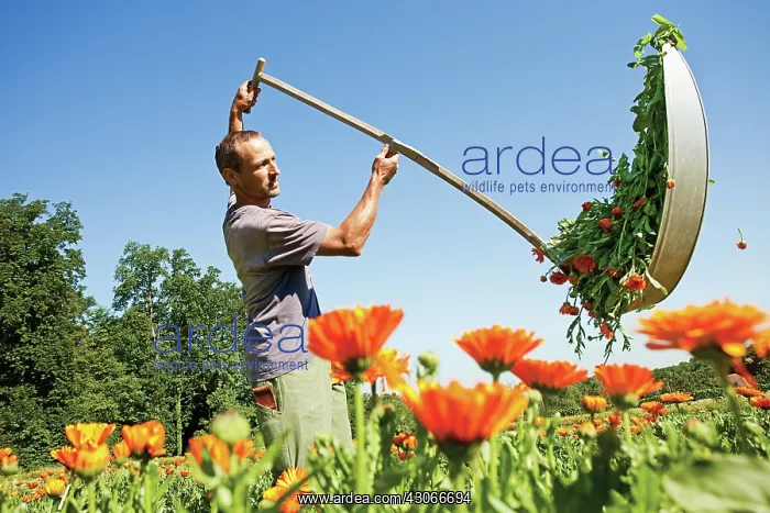: Marigold, Calendula officinalis : Marigold, Calendula officinalis