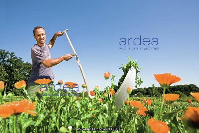: Marigold, Calendula officinalis : Marigold, Calendula officinalis