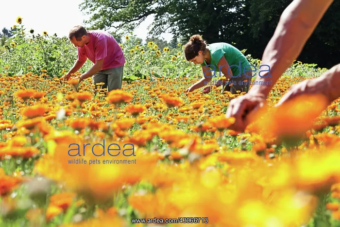 : Marigold, Calendula officinalis : Marigold, Calendula officinalis