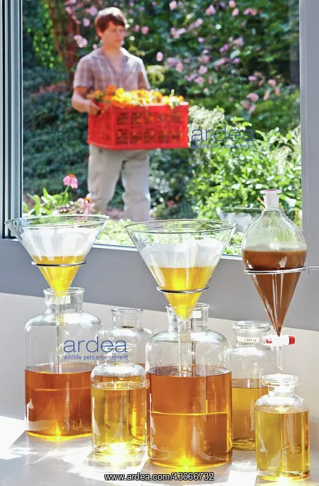 : Marigold, Calendula officinalis : Marigold, Calendula officinalis