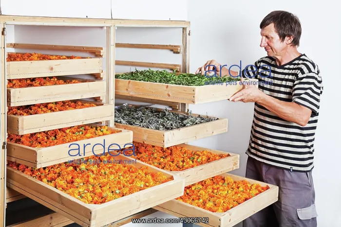 : Marigold, Calendula officinalis : Marigold, Calendula officinalis