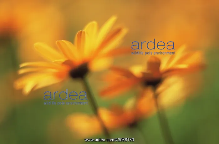 : Marigold, Calendula officinalis : Marigold, Calendula officinalis