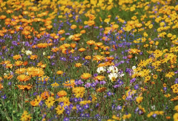 : Marigold, Calendula : Marigold, Calendula