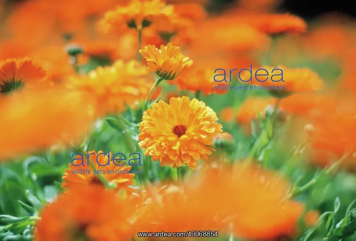 : Marigold, Calendula officinalis : Marigold, Calendula officinalis