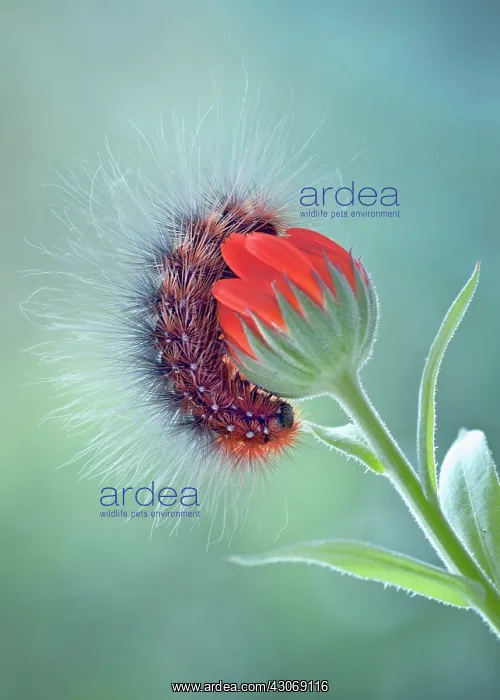 : Marigold. Caterpillar on Marigold, Calendula officinalis, curled around opening flower : Marigold. Caterpillar on Marigold, Calendula officinalis, curled around opening flower