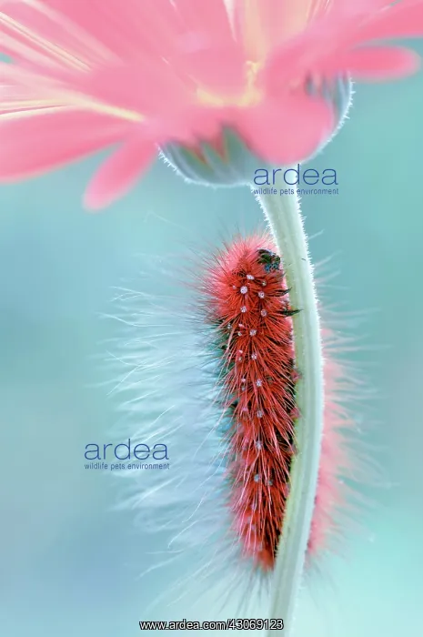 : Marigold. Caterpillar climbing stem of Marigold, Calendula officinalis.Manipulated colours : Marigold. Caterpillar climbing stem of Marigold, Calendula officinalis.Manipulated colours