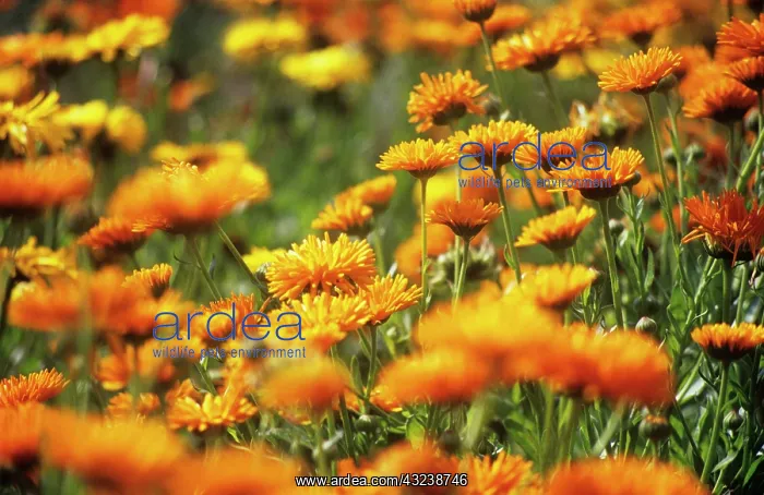 : Marigold, Calendula officinalis : Marigold, Calendula officinalis