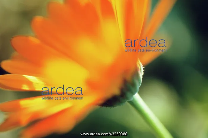 : Marigold, Calendula officinalis : Marigold, Calendula officinalis