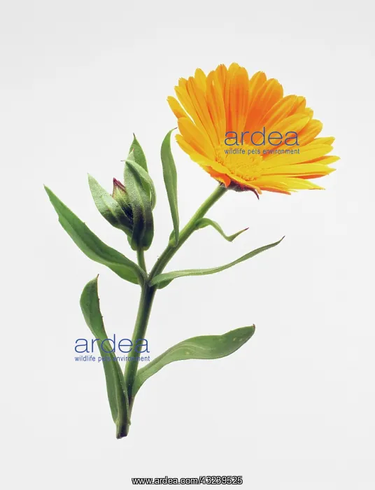 : Marigold, Calendula officinalis : Marigold, Calendula officinalis
