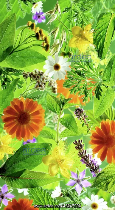 : Marigold, Calendula officinalis : Marigold, Calendula officinalis