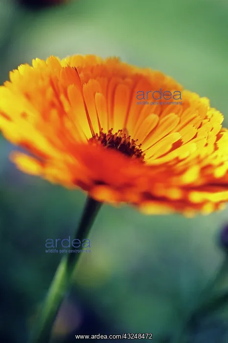 : Marigold, Calendula : Marigold, Calendula