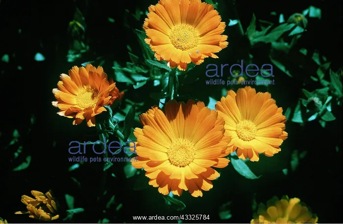 : MARIGOLD : MARIGOLD