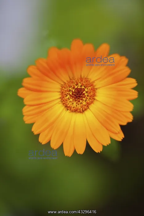 : Marigold, Calendula officinalis, Close up of orange : Marigold, Calendula officinalis, Close up of orange