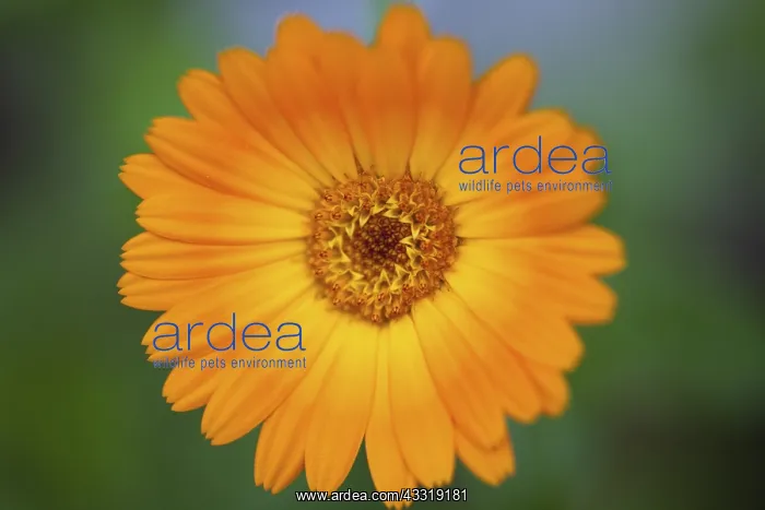 : Marigold, Calendula officinalis, Close up of orange : Marigold, Calendula officinalis, Close up of orange