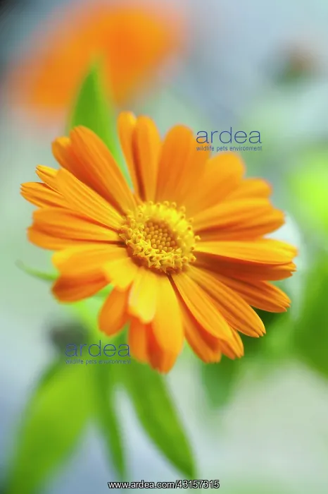 : Marigold, Calendula officinalis. Close front view : Marigold, Calendula officinalis. Close front view