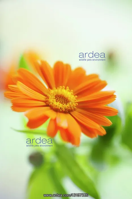 : Marigold, Calendula officinalis. Close front view : Marigold, Calendula officinalis. Close front view