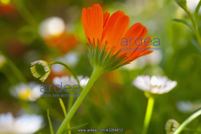 : Marigold, Calendula officinalis, Orange coloured : Marigold, Calendula officinalis, Orange coloured