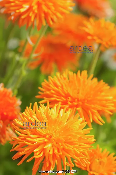 : Marigold, Calendula officinalis Porcupine, Several : Marigold, Calendula officinalis Porcupine, Several
