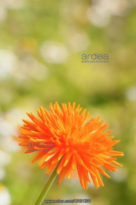 : Marigold, Calendula officinalis Porcupine'. A single : Marigold, Calendula officinalis Porcupine'. A single