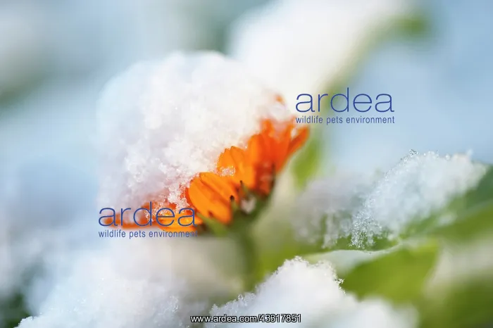 : Marigold, Calendula officinalis, Side view of one : Marigold, Calendula officinalis, Side view of one