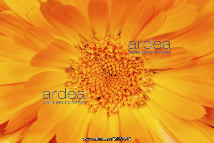  : Marigold flower